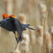 Red Winged Blackbird Takes Off by rminer