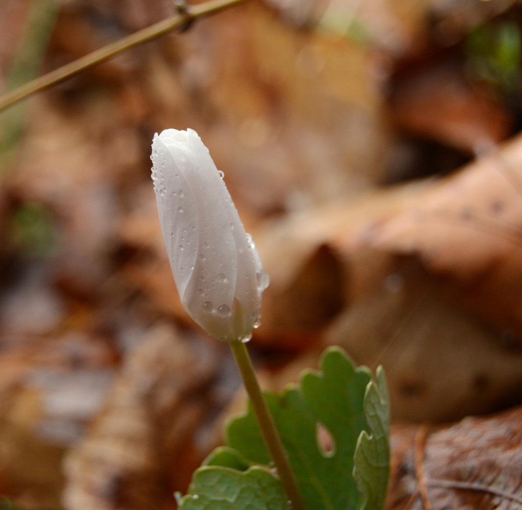 Bloodroot 4  by francoise