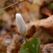 Bloodroot 4  by francoise