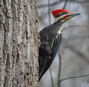 13th Apr 2015 - Pileated Woodpecker I