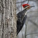Pileated Woodpecker I by annepann