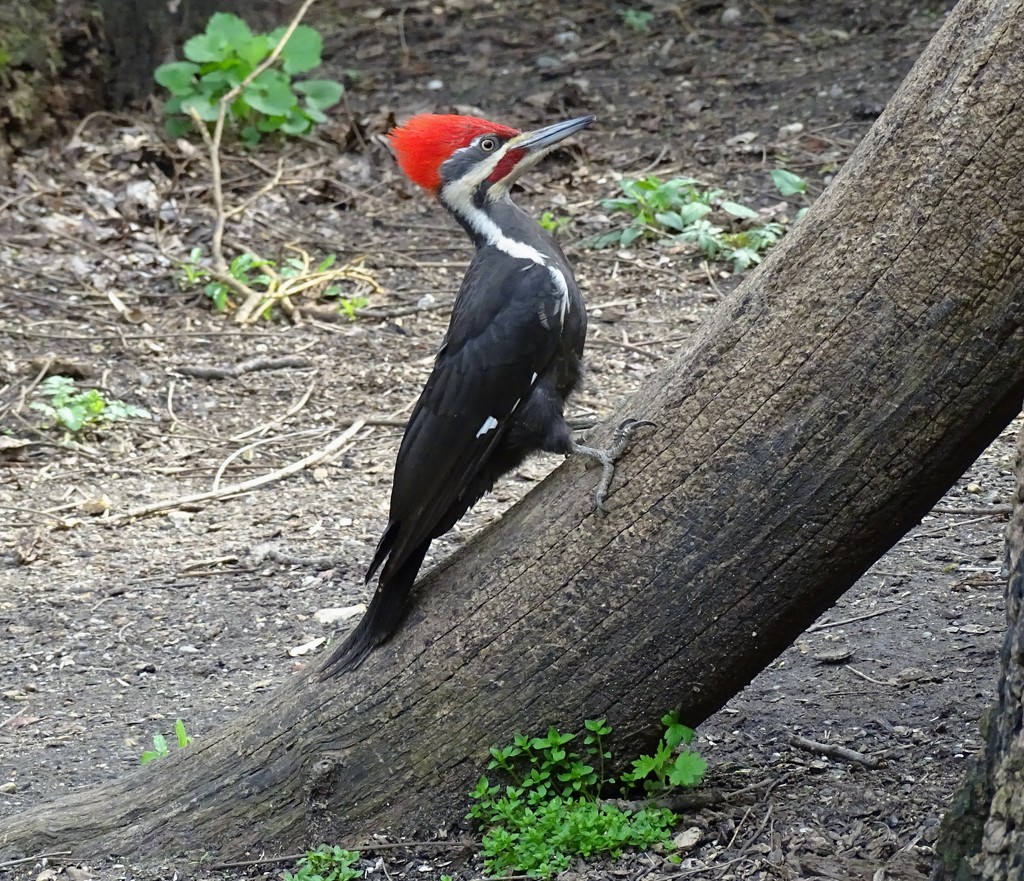 Pileated Woodpecker II by annepann