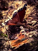13th Apr 2015 - Butterfly Buddies