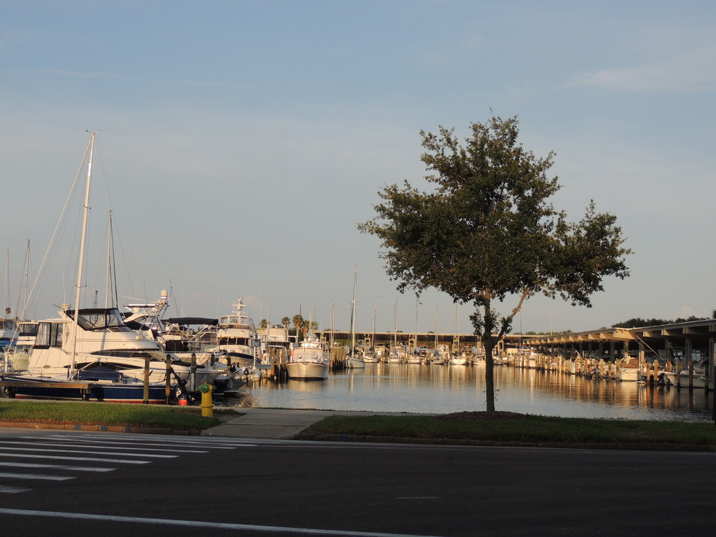 Yacht Basin, St. Petersburg, Florida by allie912