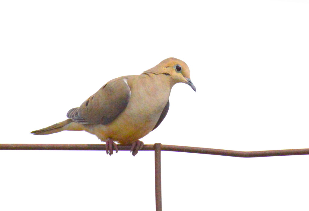 Blue-Eye-Lidded Mourning Dove by kareenking