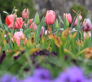 14th Apr 2015 - Tulips