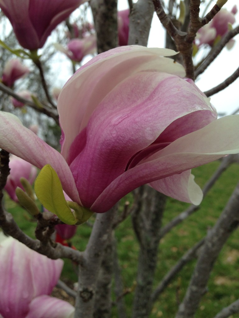 woodbridge magnolias  by wiesnerbeth