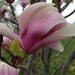 woodbridge magnolias  by wiesnerbeth
