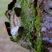 Tree, moss and a tiny web! by homeschoolmom