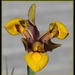 Golden Dutch Iris by markandlinda
