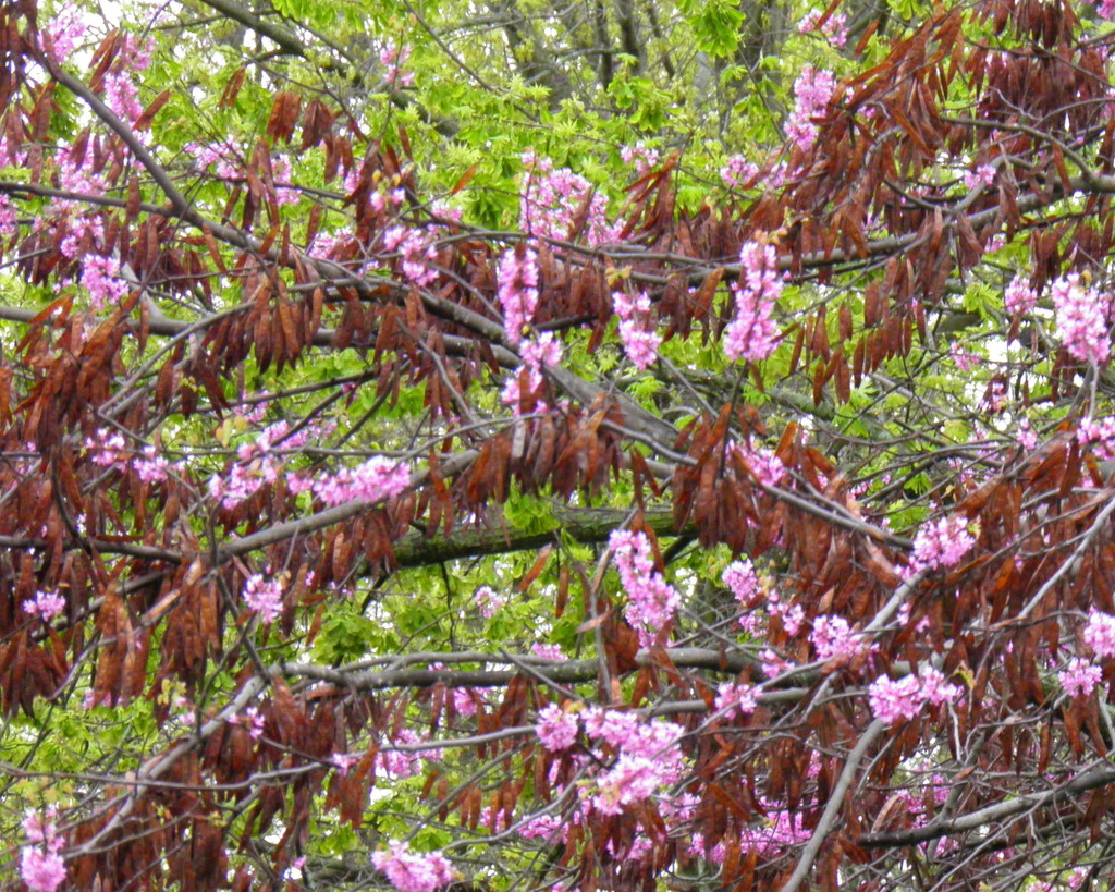 Redbud Blossoms and Seed Pods by daisymiller