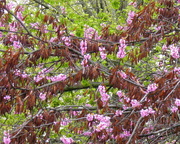14th Apr 2015 - Redbud Blossoms and Seed Pods