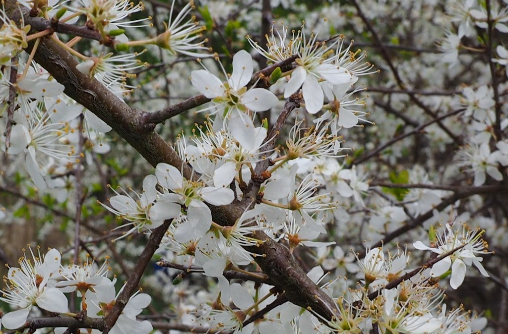 Spring blossom... by anne2013