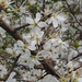 Spring blossom... by anne2013