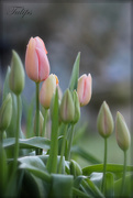 15th Apr 2015 - Tulips