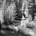 Yosemite Meadow by flygirl