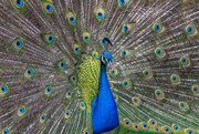 15th Apr 2015 - Peacocks in the garden