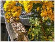 15th Apr 2015 - Burrowing Owl