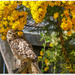 Burrowing Owl by carolmw