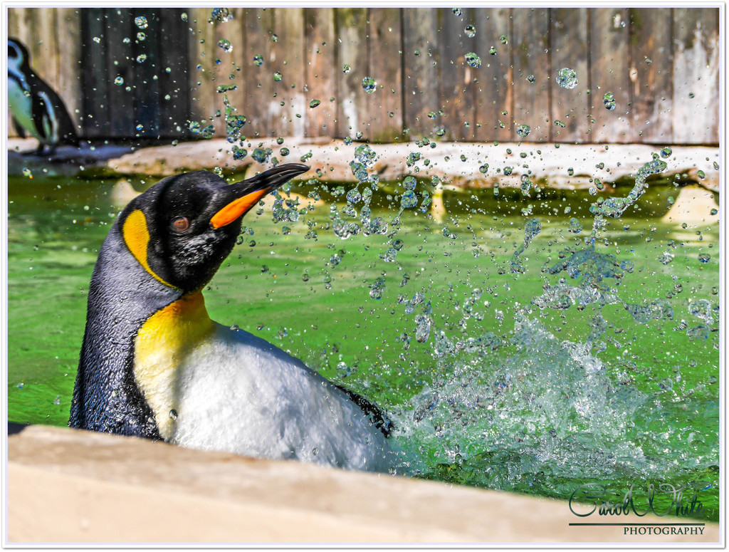 Splish!! Splash!! by carolmw