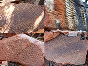 15th Apr 2015 - Day 10 - Fossilised Rocks Emma Gorge 