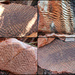 Day 10 - Fossilised Rocks Emma Gorge  by terryliv