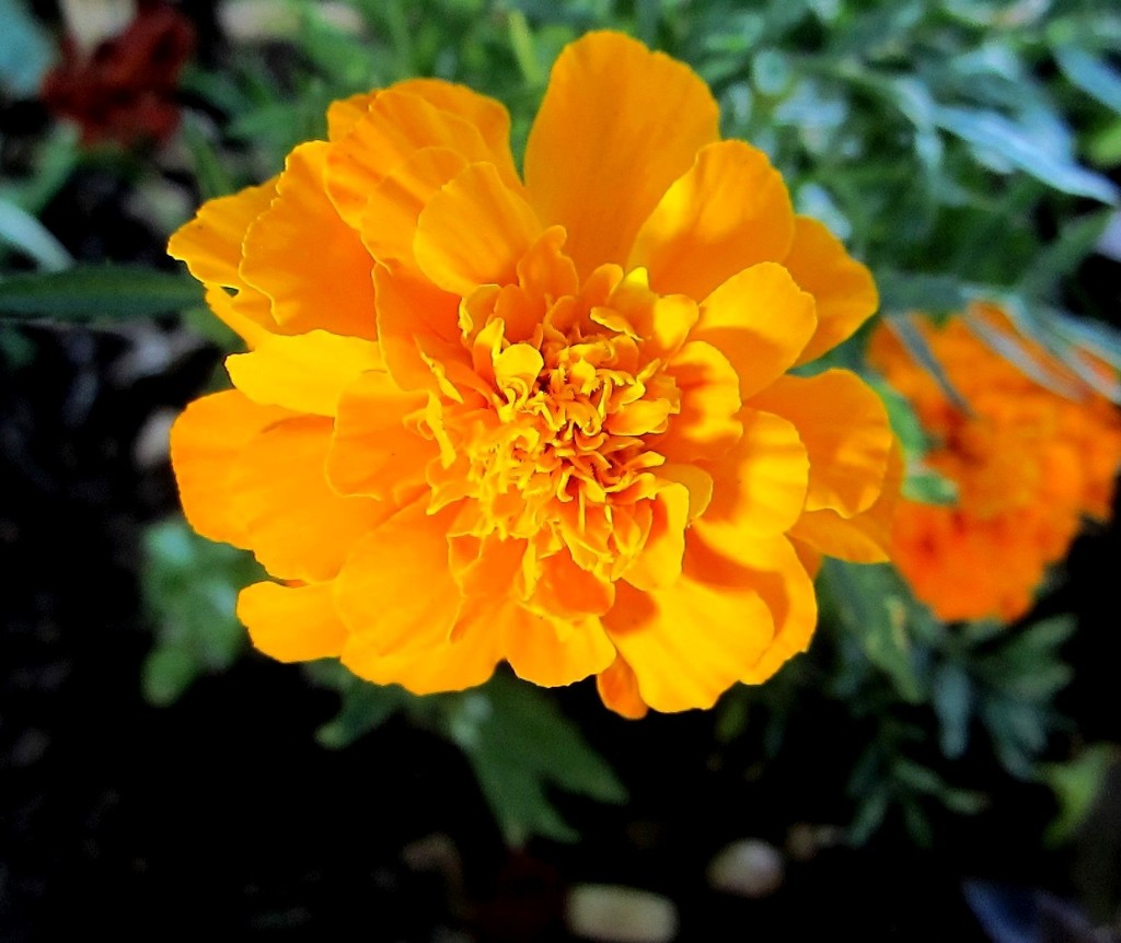 Narančasti cvjetić by vesna0210