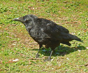 10th Apr 2015 - Crow 