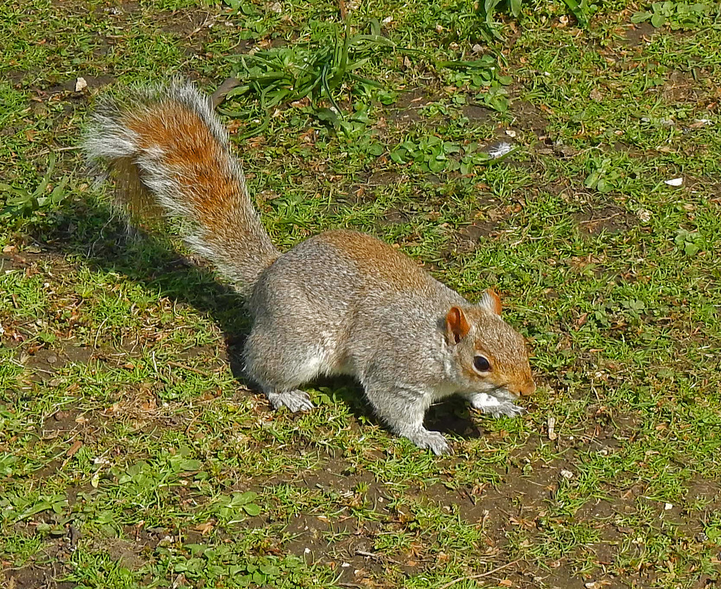 Squirrel  by philbacon