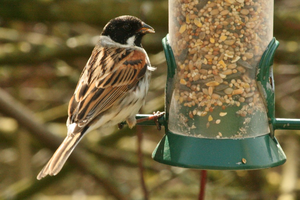Reed bunting by orchid99