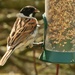 Reed bunting by orchid99