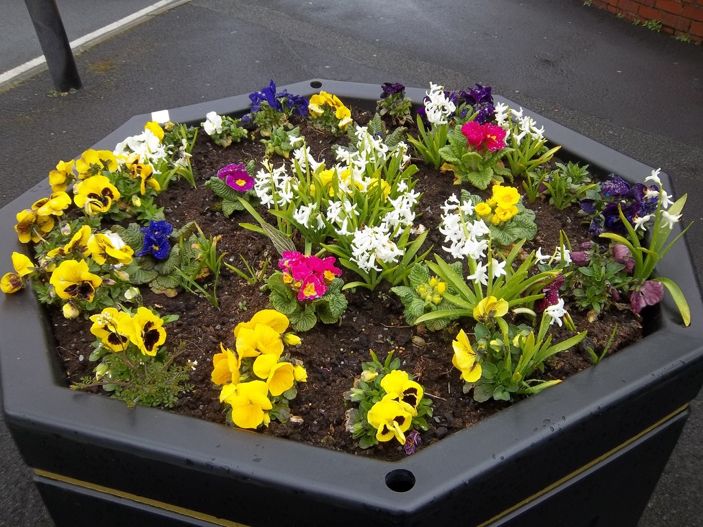 A colourful spring planter. by grace55