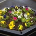 A colourful spring planter. by grace55
