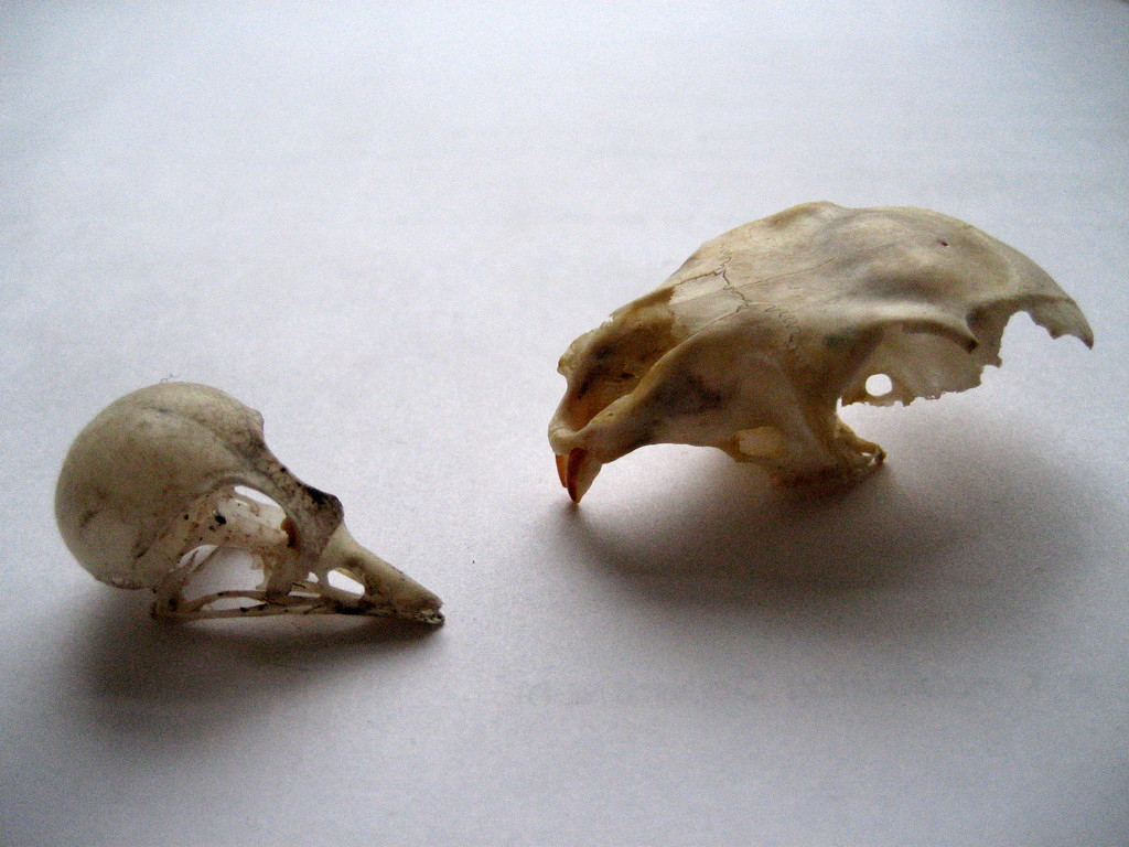 Skulls by steveandkerry