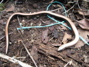 13th Aug 2013 - Slow worm