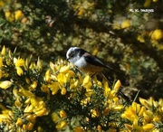 15th Apr 2015 - Long tailed tit 