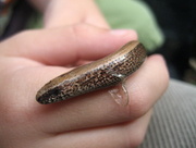 15th Aug 2013 - Slow worm 