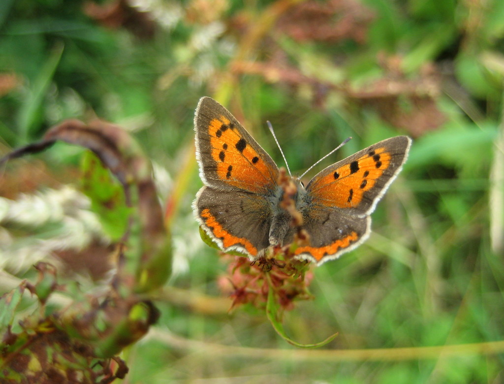 Small copper by steveandkerry