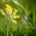 Cowslip by richardcreese