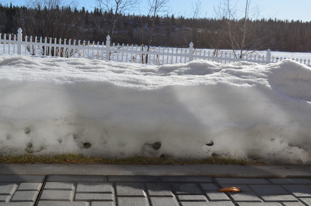 Day 284 - Life Beneath The Snow by ravenshoe