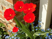 15th Apr 2015 - Red tulips, blue forget-me-nots