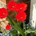 Red tulips, blue forget-me-nots by flowerfairyann
