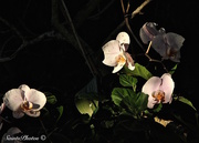 16th Apr 2015 - Orchids