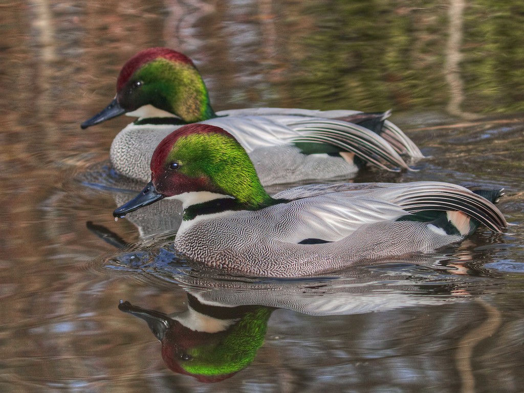 Falcated Ducks. by gamelee