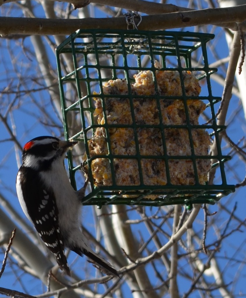 Day 287 - Easy Treats by ravenshoe