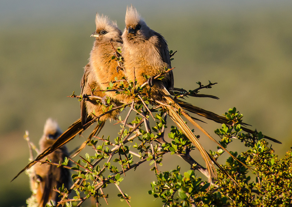 Speckled Mousebirds by salza