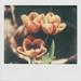 Tulips by mattjcuk