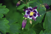 15th Apr 2015 - Purple Columbine Blooms
