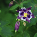Purple Columbine Blooms by dsp2