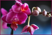 13th Apr 2011 - Mini Orchid